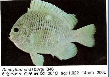 Dascyllus strasburgi
